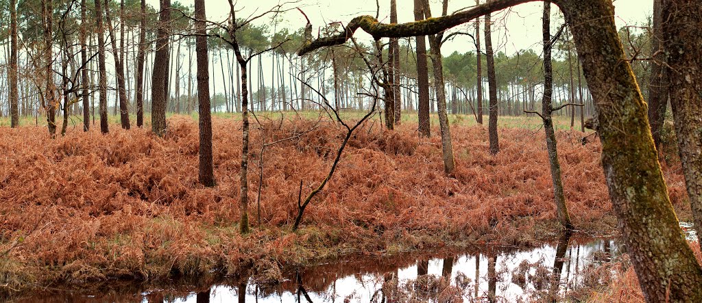 La forêt à Saint-Selve by jimmyleva