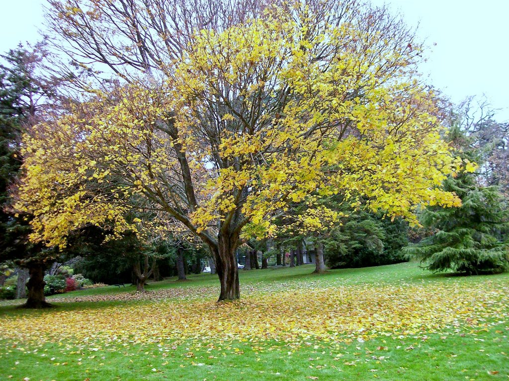 Autumn, Beacon Hill Park by RCouvreur