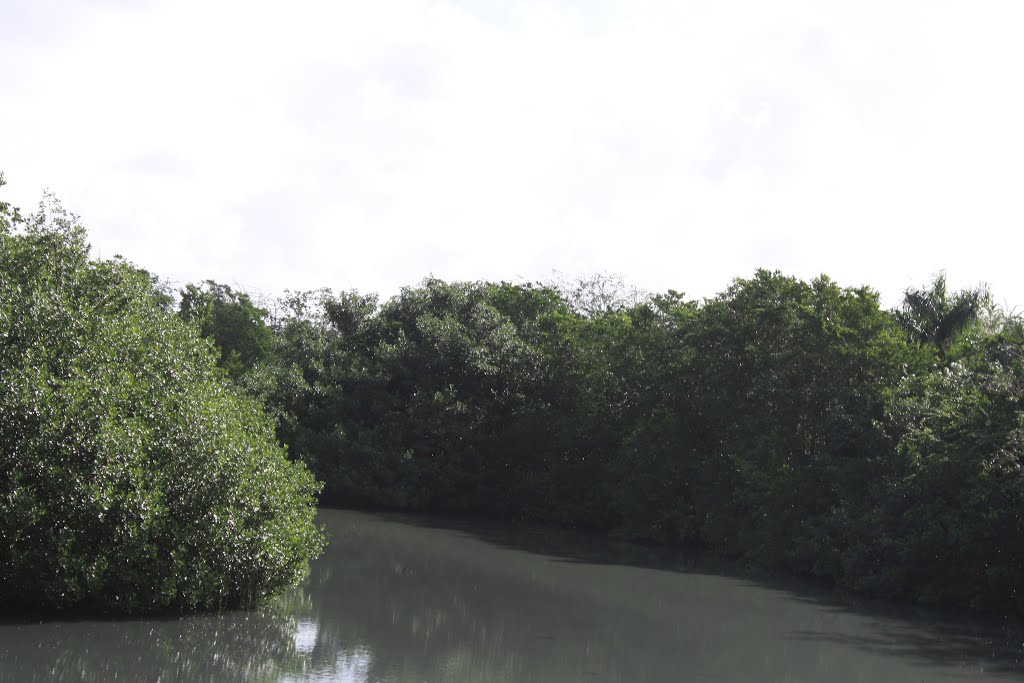 Manglar by joseph.geigel