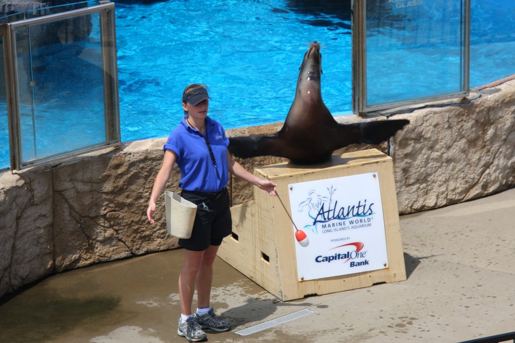 Sea lion Show by Scott Hanko