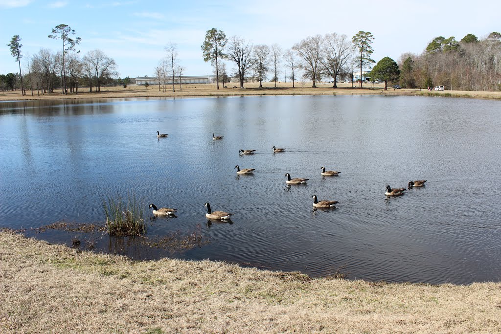 "Dozen of feathers flocking together".. Canada Geese enjoying an afternoon swim in our Industrial Park Lake...(walkers gathering on far side for a walk around the hiking trail ) by Sarah O