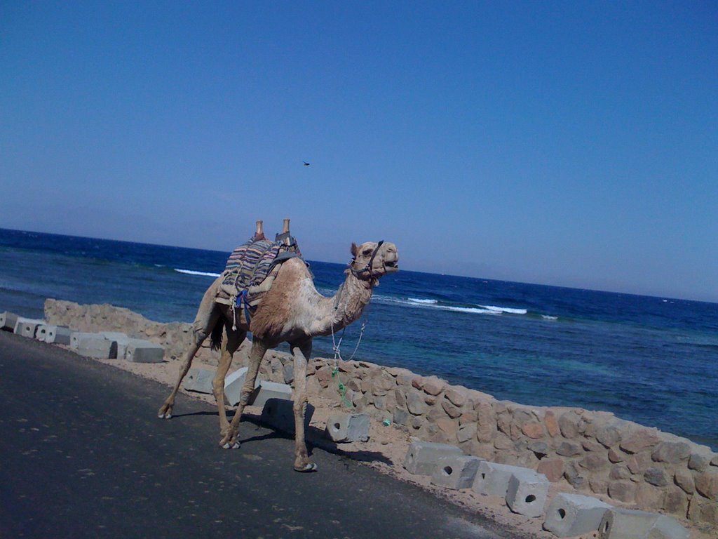 Dahab dive camel by Mike Catalano