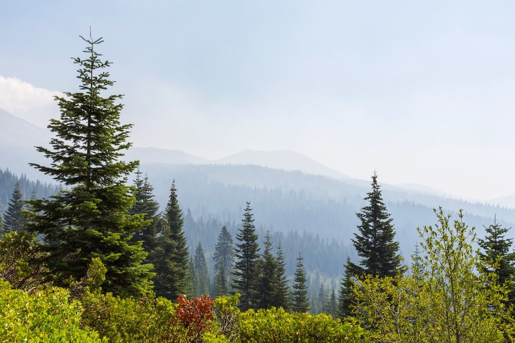 Shasta National Forest by Sunny Wu