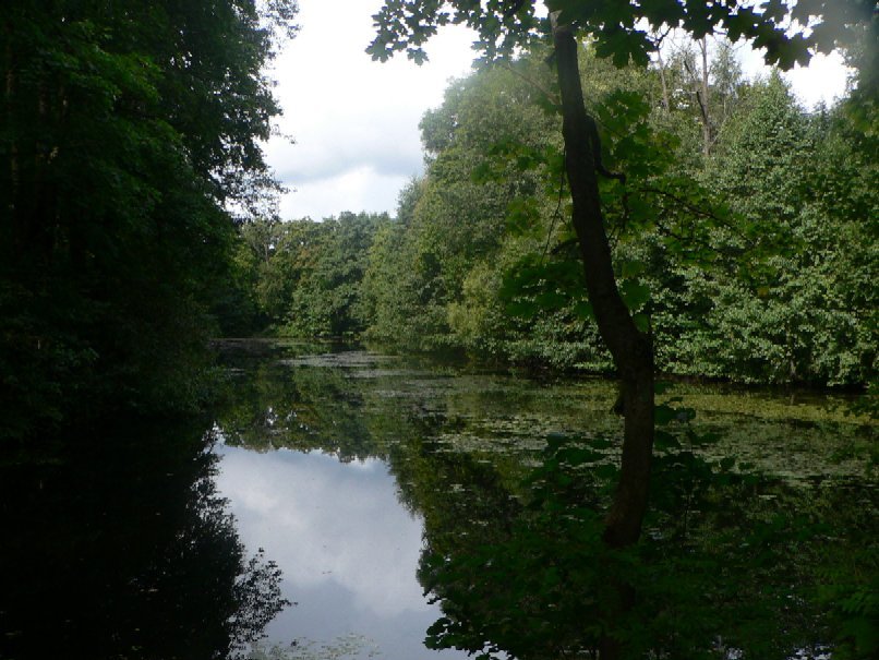 Gloomy pond by Pavlov Dmitriy