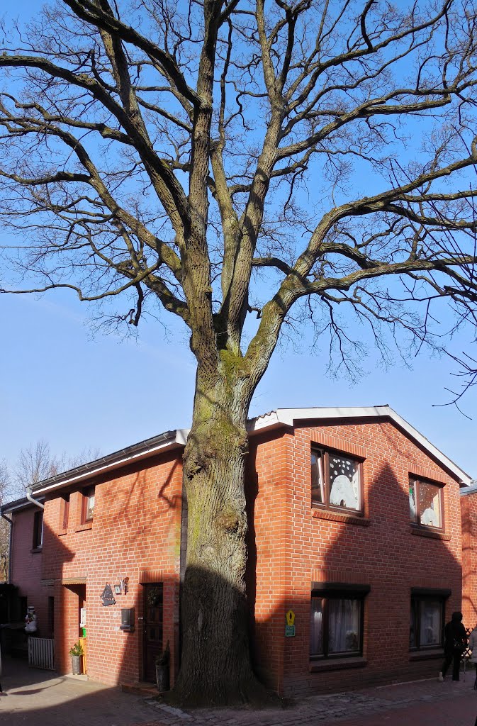 Der Baum ist ein Naturdenkmal by hh oldman