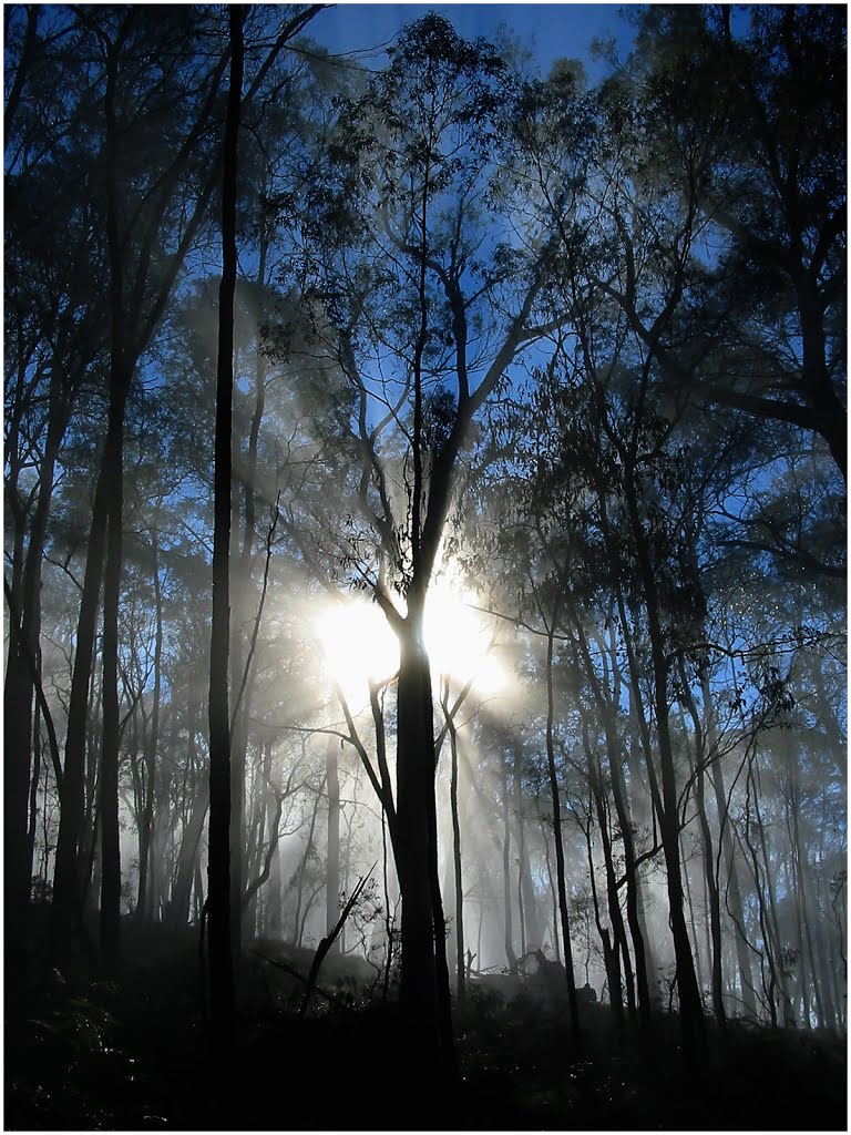 Mantled in mist, the gum trees of Baranduda glisten in this photo from 2003. Pic 1. Peter Neaum. by Peter Neaum