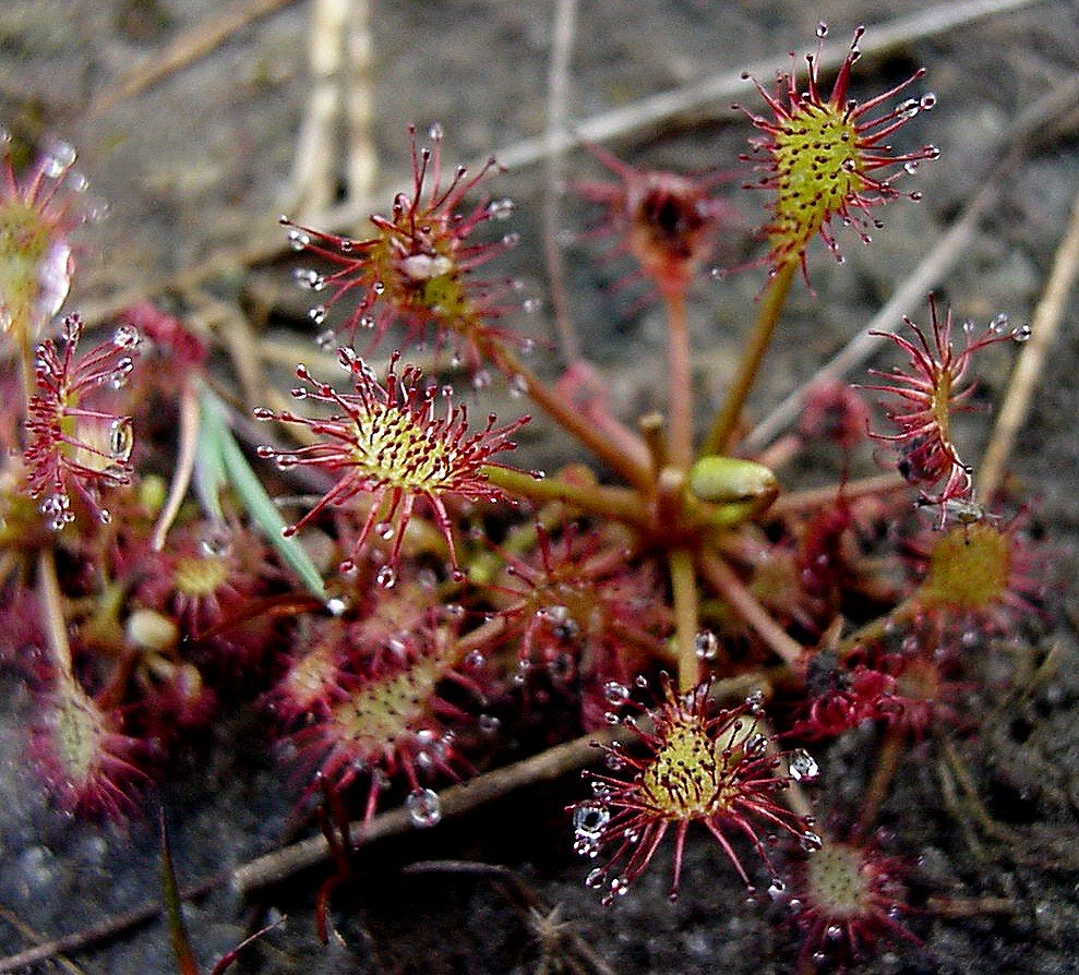 Kleine zonnedauw (Drosera intermedia), Buntven, Zandbosch, Deurne by uaf