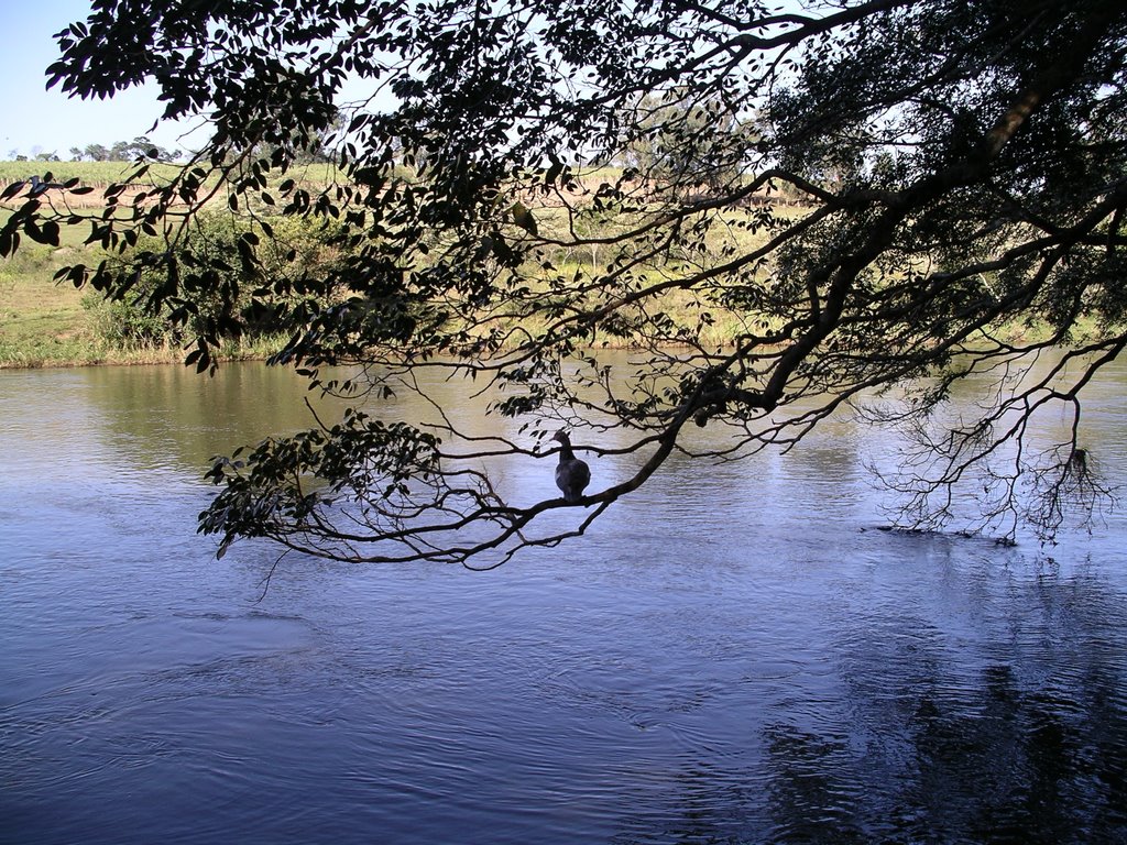 Vista do Rio Pardo da Chácara do Guto. by guto1606