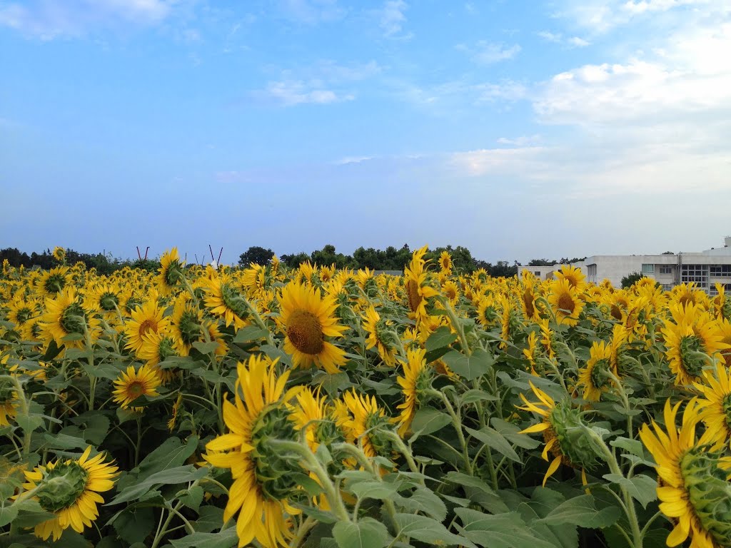 Zama Sunflower by escovedo21