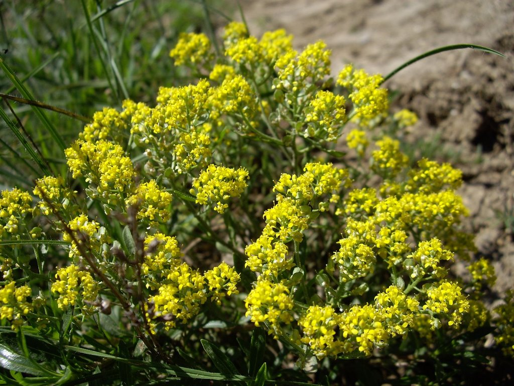 Steppe flower by Rumlin