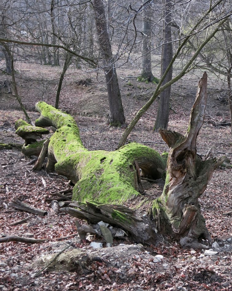 Toter Baum by Don Claudio