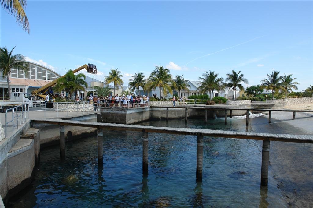 Turtle Tanks - Boatswain's Cayman Turtle Farm - Cayman Islands by John M Sullivan