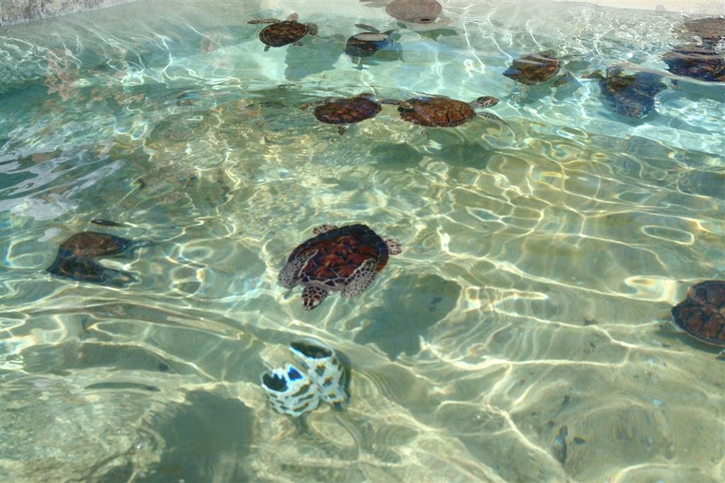 Turtle Tanks - Boatswain's Cayman Turtle Farm - Cayman Islands by John M Sullivan