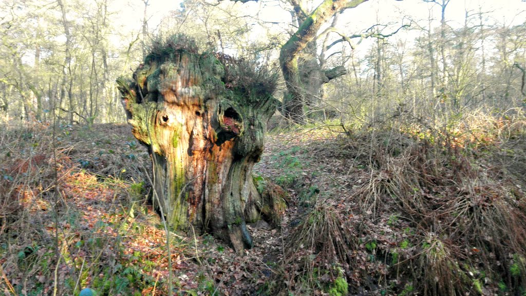 Stump of an old oak tree , cut down in the twenties, last century by Mart61