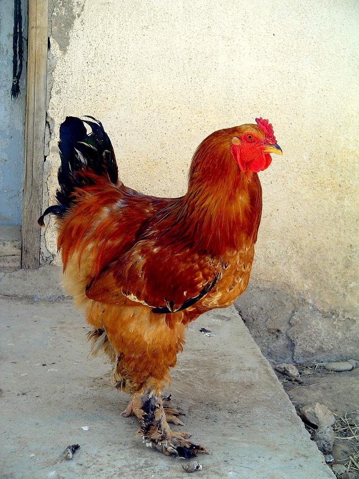 Denizli Rooster -Denizli Horozu by arif solak