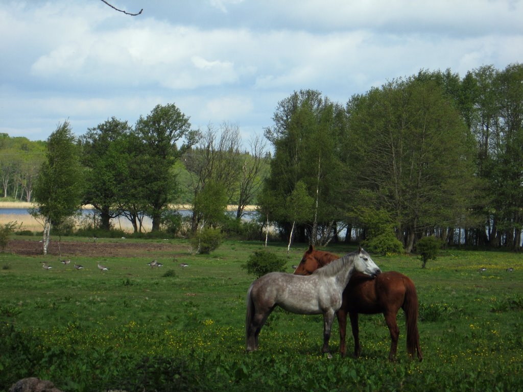 Back-rubbing is good. A flock of wild geese are spectators. Millegarne Gård by thor☼odin™