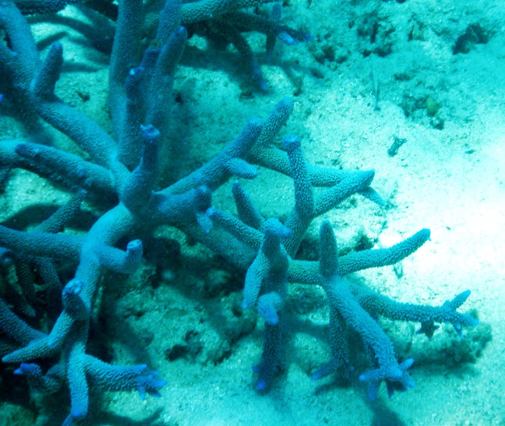 Great Barrier Reef, Australia by Joseph Hollick