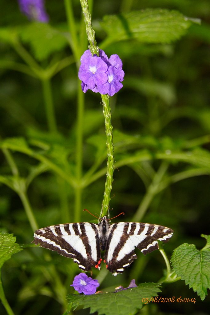 Butterfly Place by aslam_05