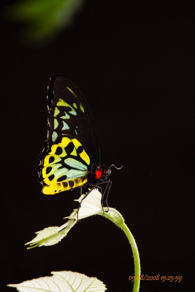 Butterfly Place by aslam_05