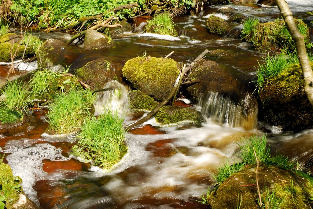 Čekonė Stream in Neris Regional Park by Jurgis Karnavicius