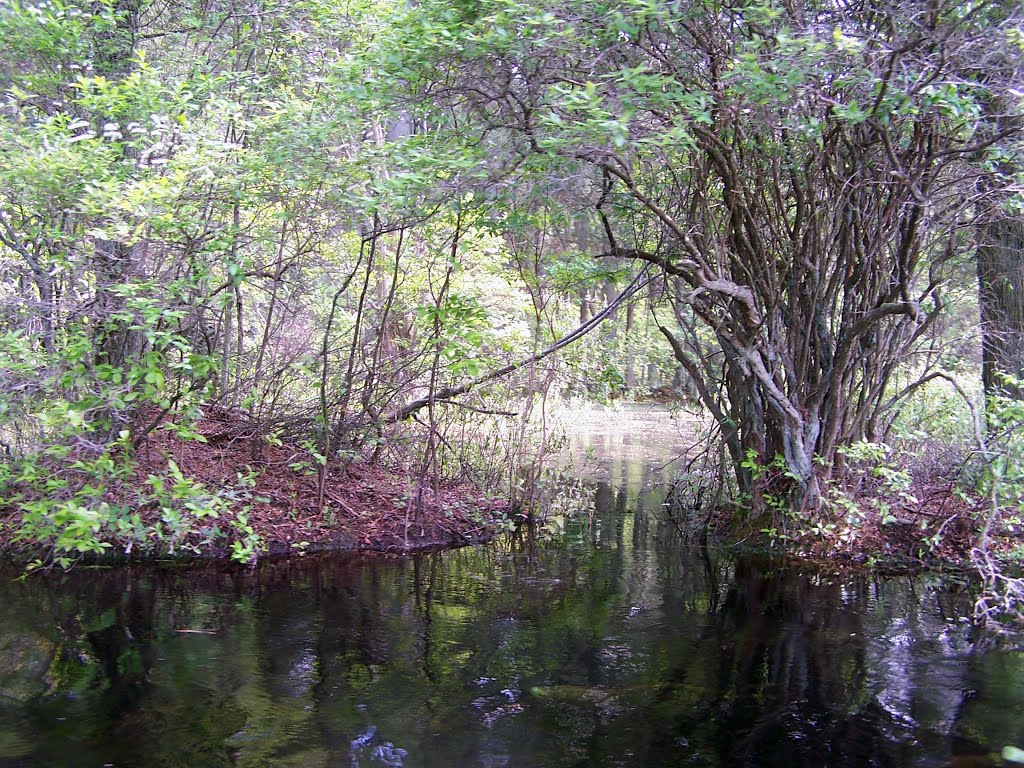 Whitesbog Pond by Watchung MountainMan