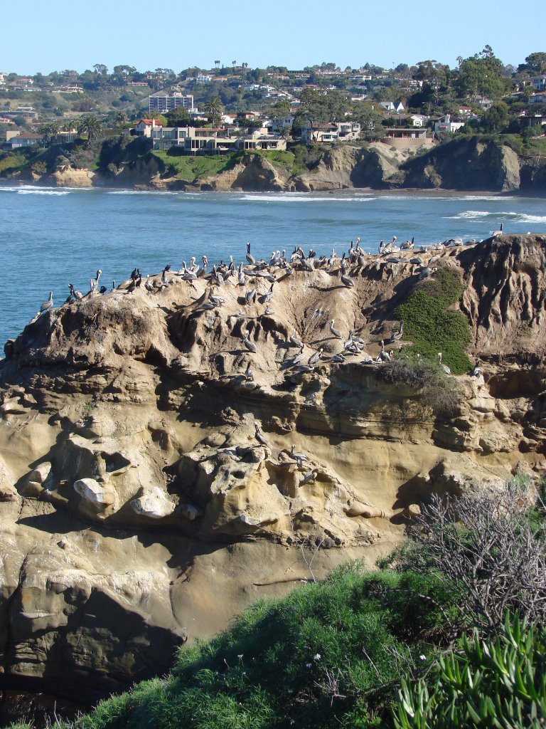 Birds on the rocks by Alistair Cunningham