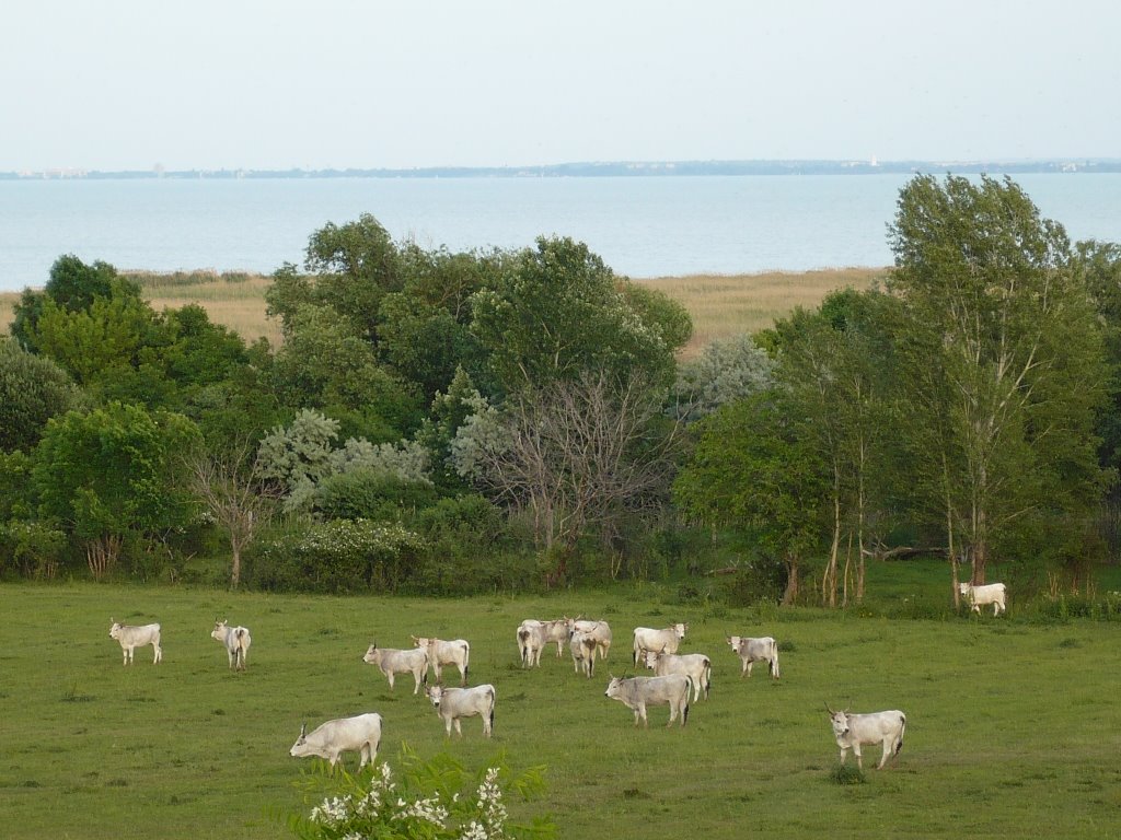 Szürkemarhák a Balatonparton by Tóthné Kulcsár Tünde