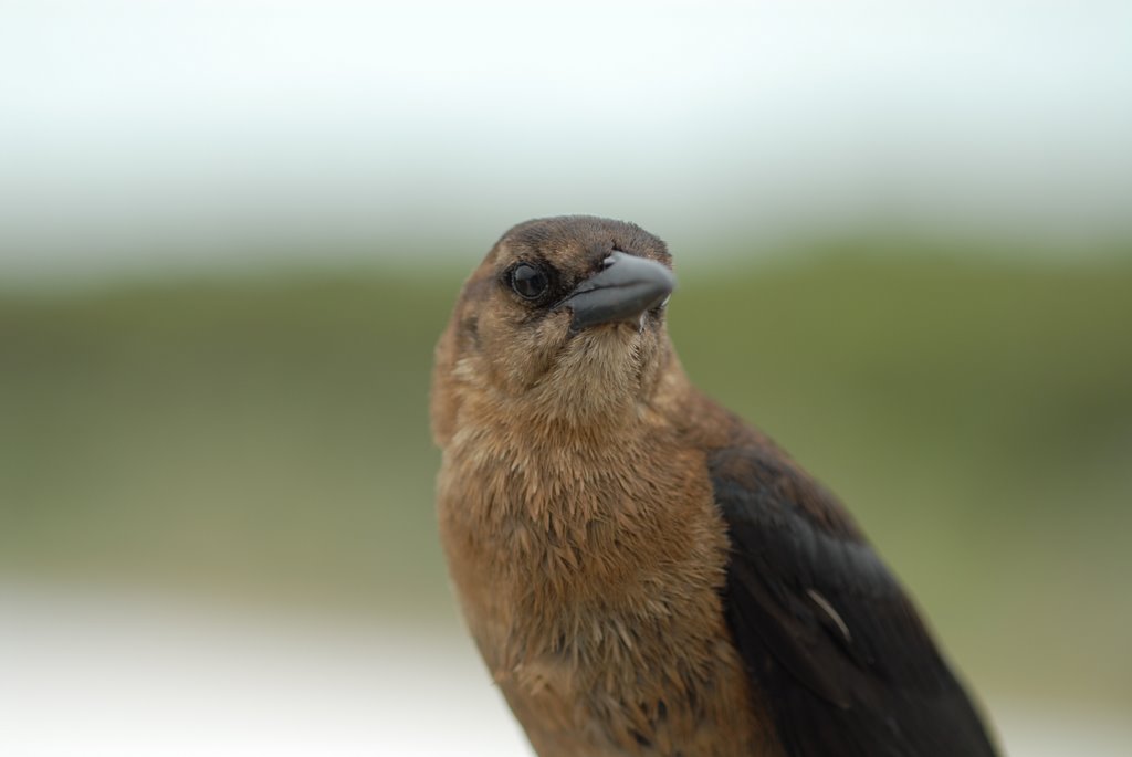 Boat-Tailed Grackle (Female) by Jan Drewes