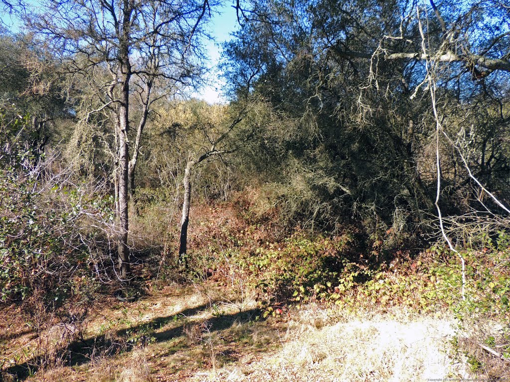 Secluded area of Miners Ravine by Steve Schmorleitz, NationalParkLover.com