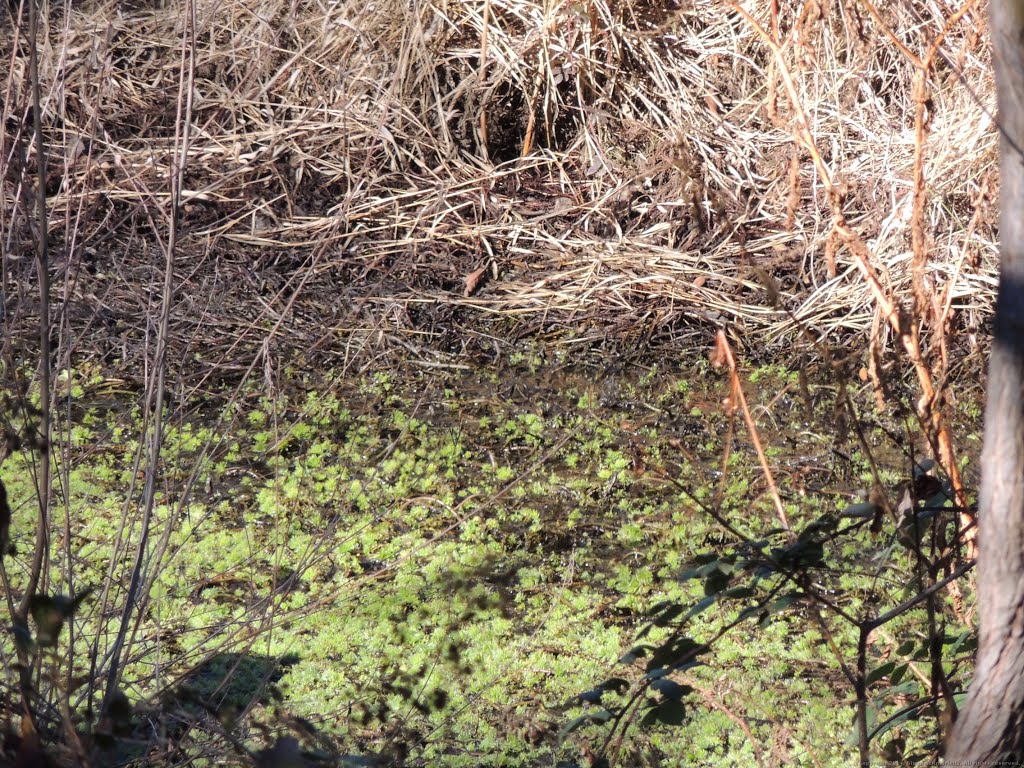 Fuzzy Water Plants by Steve Schmorleitz, NationalParkLover.com