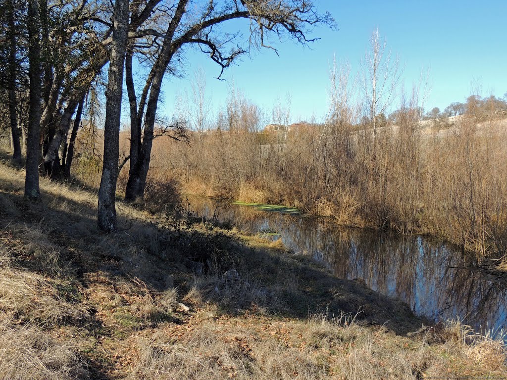 Oaks above the Water, Miners Ravine Creek by Steve Schmorleitz, NationalParkLover.com