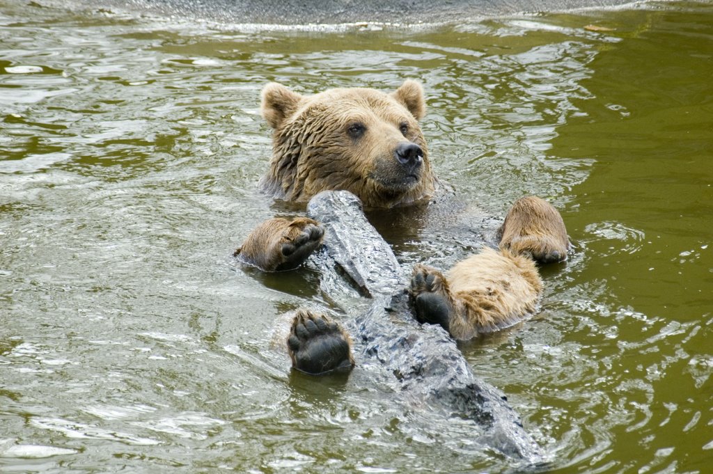 Bear playing in the water by Dave Mclelland