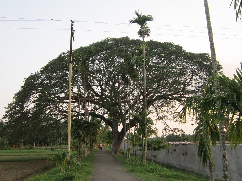 Umbrella Tree. by susamay