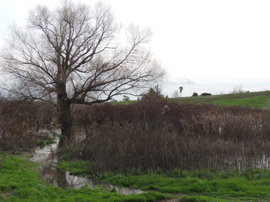 Tree among the wetland brush by Steve Schmorleitz, NationalParkLover.com