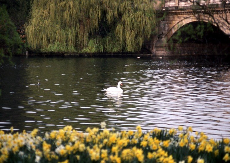 Swan of the Serpentine 1981 by us66bill