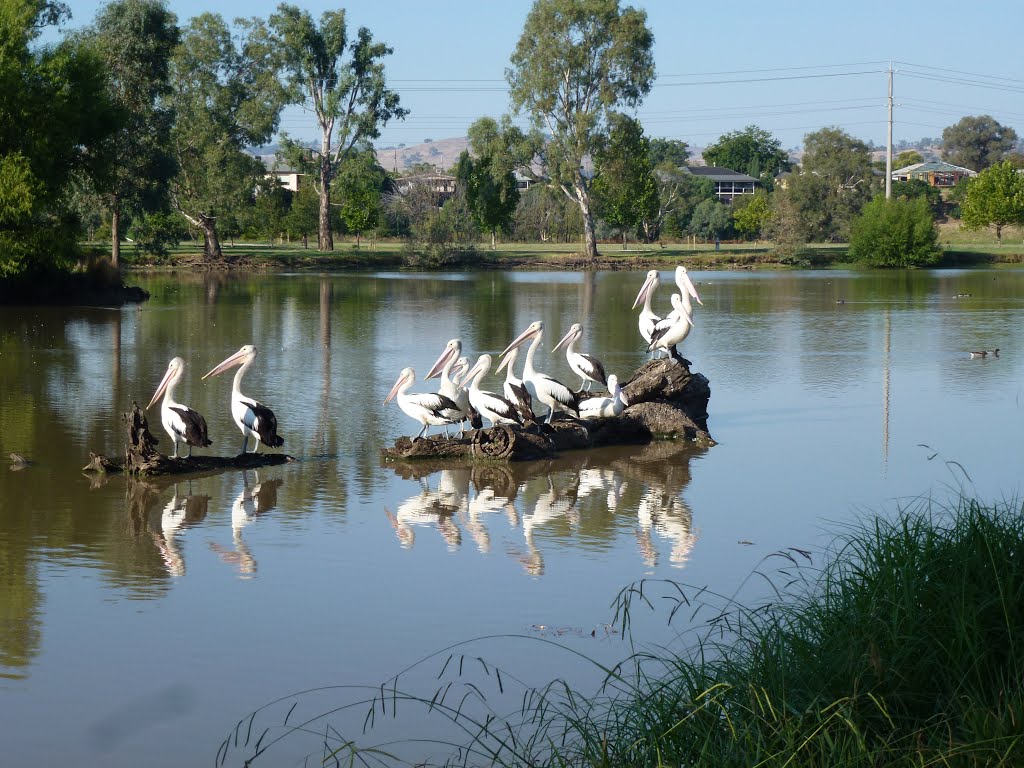 Pelicans at Belvoir Park by dijest