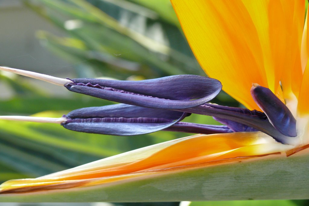 Botanischer Garten, Im Tropenhaus (05.05.2008) by Günter Eßelborn