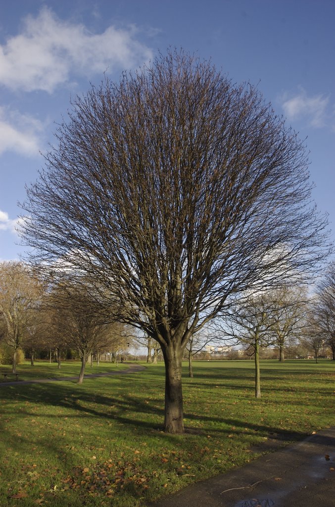 Tree in winter by Chris Bassett