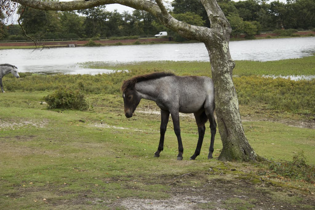 Hatchet Pond, Beaulieu, New Forest by sarahfisher