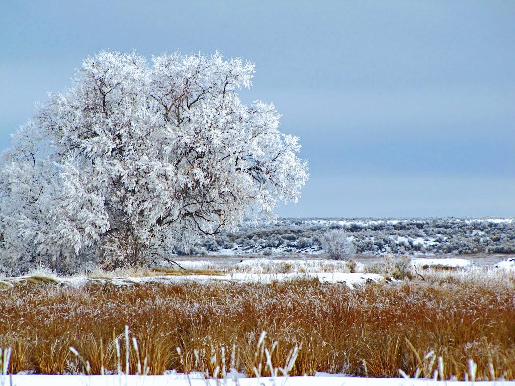 Natural Decoration by idahodon