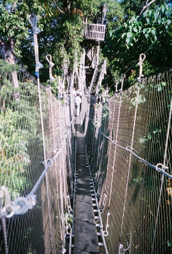 Canopy over the rainforest by maduersch