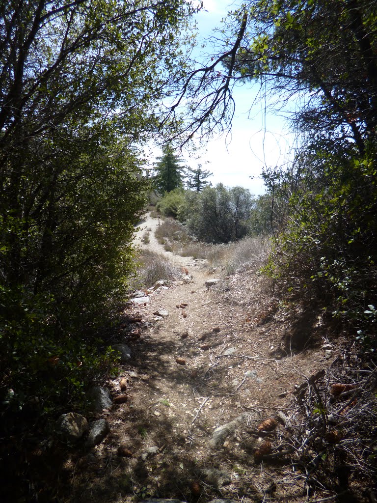 Manzanita ridge by Joeman200