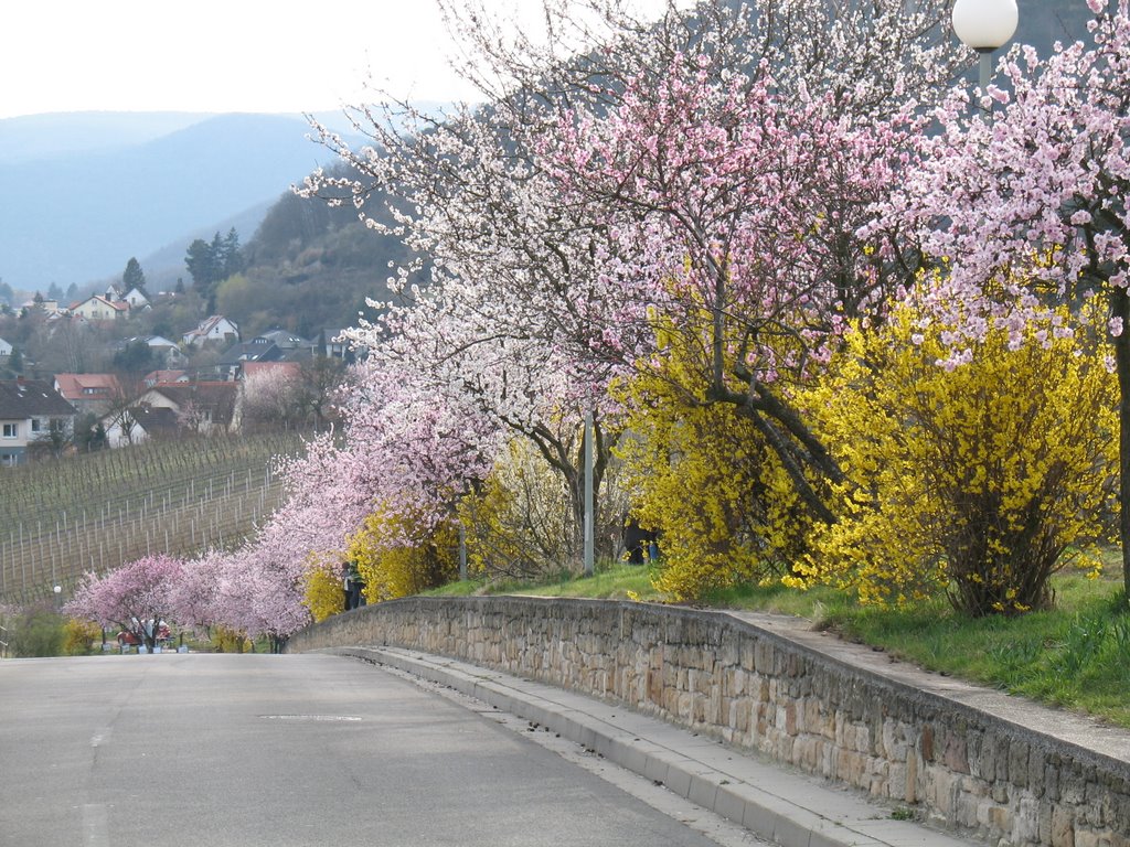 Mandelblüte by Jürgen A.