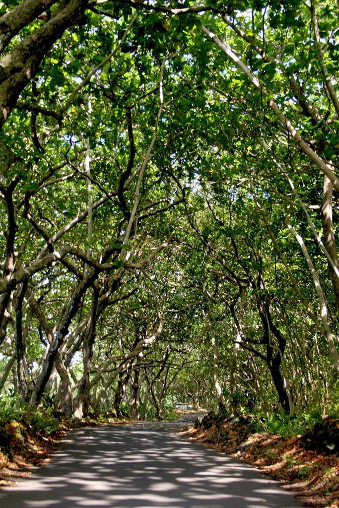 Road to Hana Waiananapana State Park Hala Grove by bevoarchitect