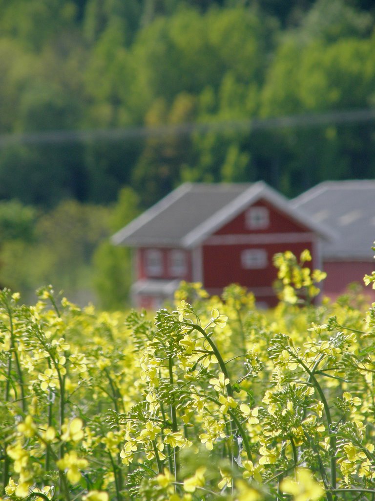 Rapsblomstring i Våle Vestfold by Gert Ekpor