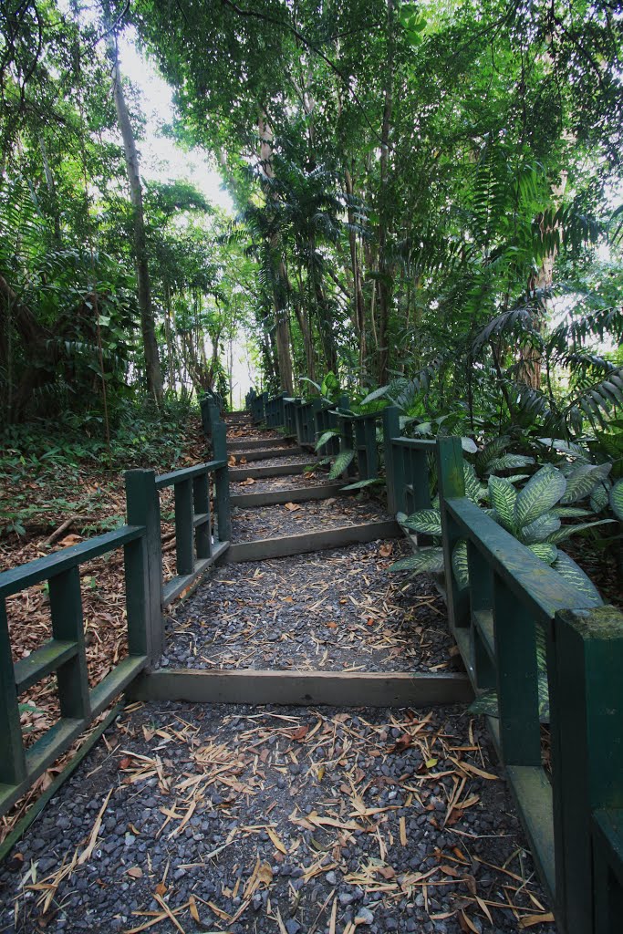 Jardín Botánico de Rio Piedras by Ricardo David Jusino