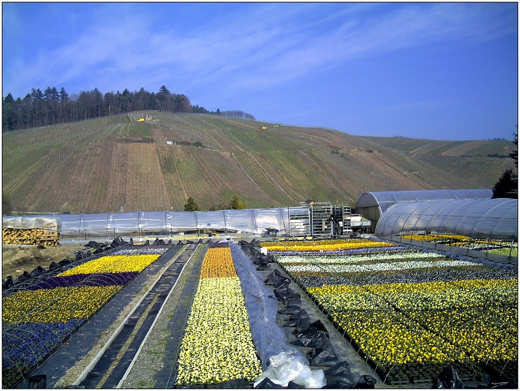 March Frühling Schwarzwald Explosion der Farben - Master Black Forest Photography 2014 River Elz Valley by jettcom