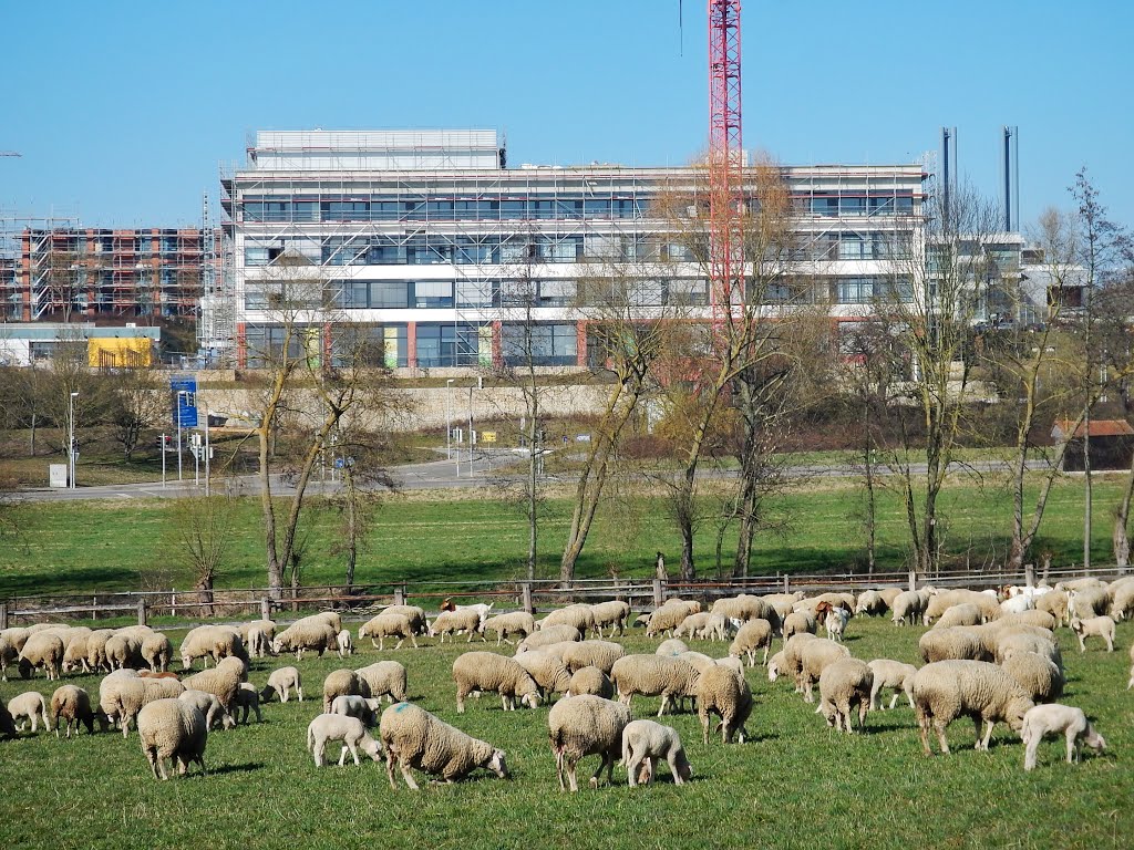 Schafherde vor der Orthopädischen Klinik Markgröningen by Qwesy