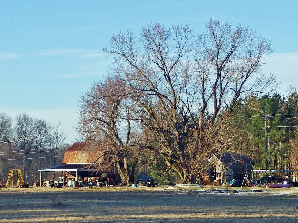 Big Tree Barn Yard, Virginia by Dan R. Mills