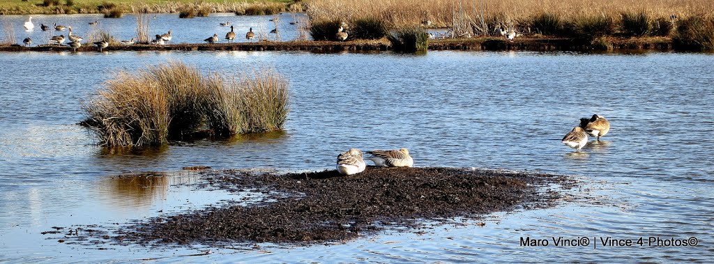 "Poelgeester Polder" - a bird's sanctuary by Maro Vinci